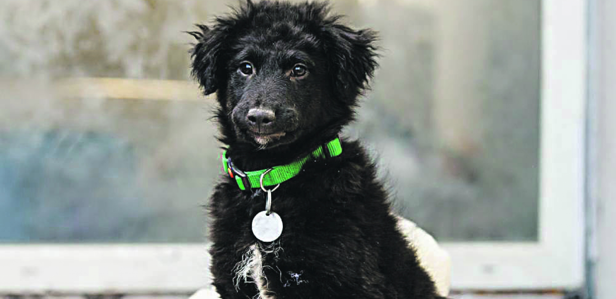 Obratite pažnju: Ovo su sigurni znaci da je vašem psu previše hladno