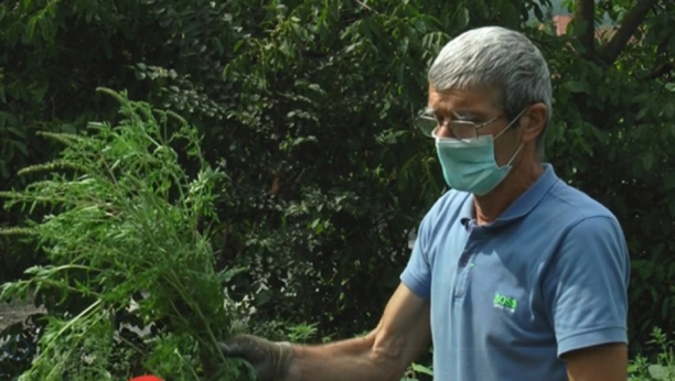 Pripremite se, počinje pakao: Glavni udar ambrozije kreće ovog datuma, samo na nekoliko mesta u Srbiji ste bezbedni