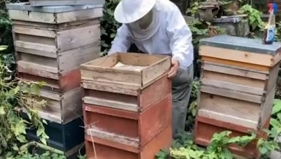 I PČELE OBAVEŠTENE DA JE KRALJICA UMRLA "Saopštili" im tužnu vest, a sve to propraćeno je striktnim pravilima