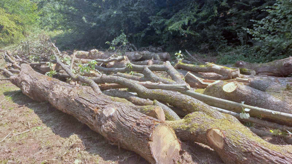 NEZAKONITA SEČA DRŽAVNE ŠUME U OKOLINI DESPOTOVCA Uhapšen muškarac koji se sumnjiči za ovo krivično delo