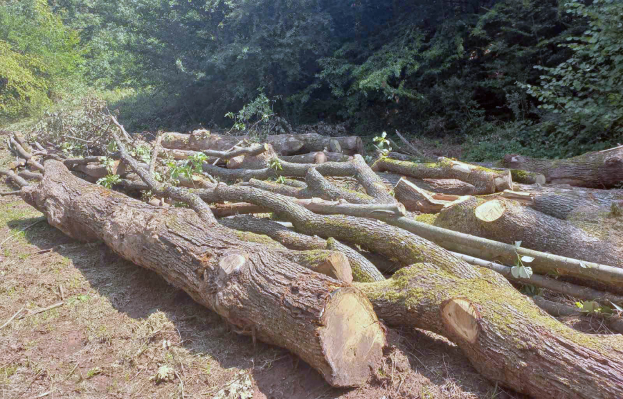 NEZAKONITA SEČA DRŽAVNE ŠUME U OKOLINI DESPOTOVCA Uhapšen muškarac koji se sumnjiči za ovo krivično delo