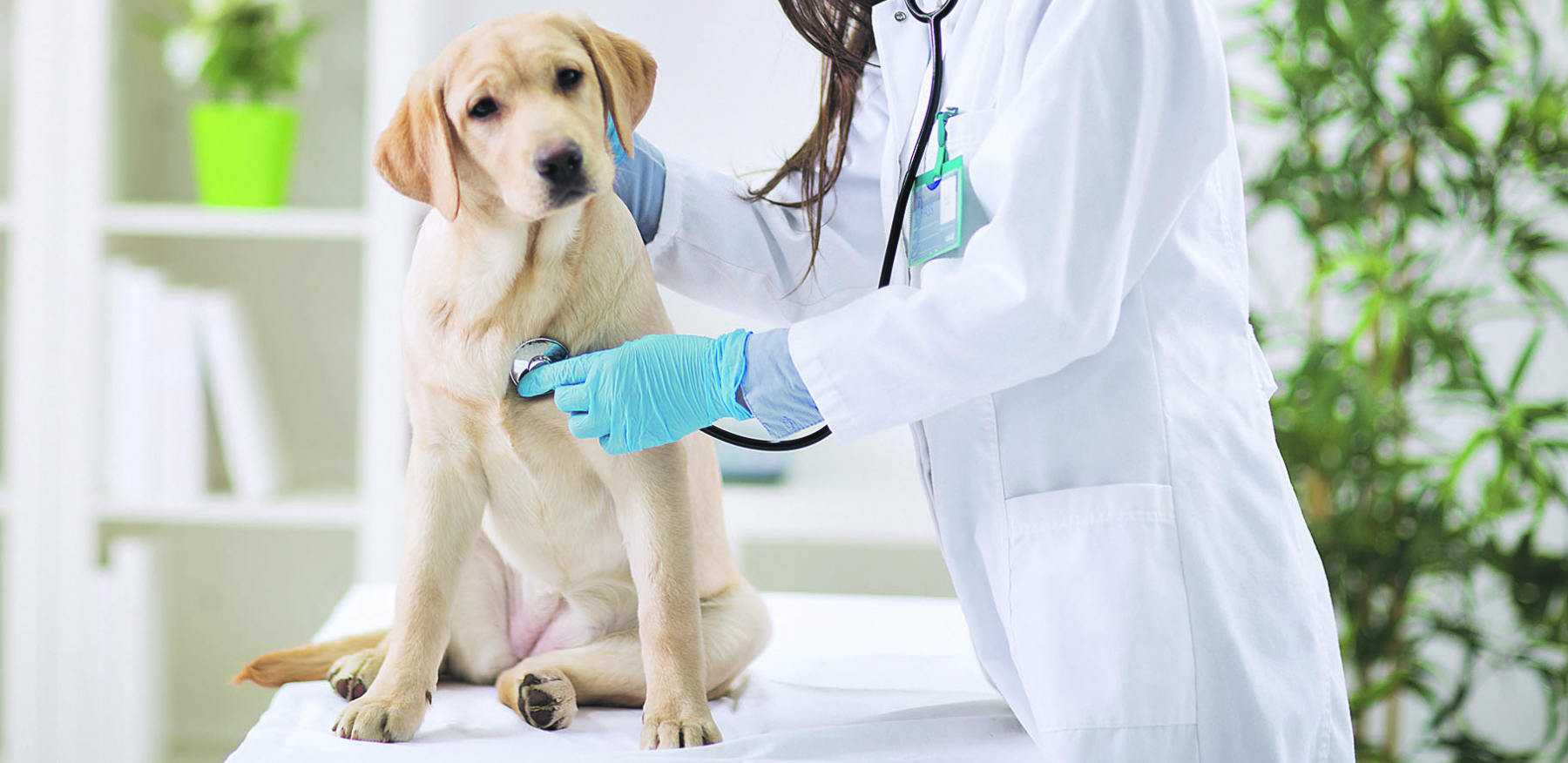 MUKE PSA S ALERGIJSKIM SVRABOM Atopijski dermatitis jeste neprijatan, ali je izlečiv