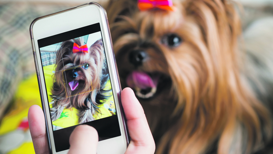 VIC DANA Kako se zove pas influenser?