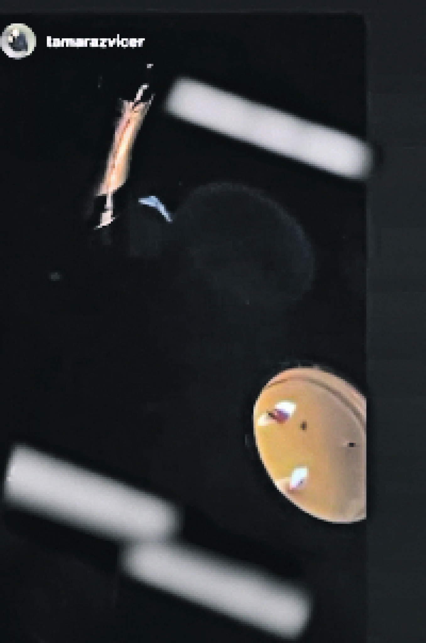 ZVICER ZAKLJUČAO ŽENU I DECU U STANU Prvi čovek kavčana preduzeo drastične mere posle likvidacije šefa škaljaraca