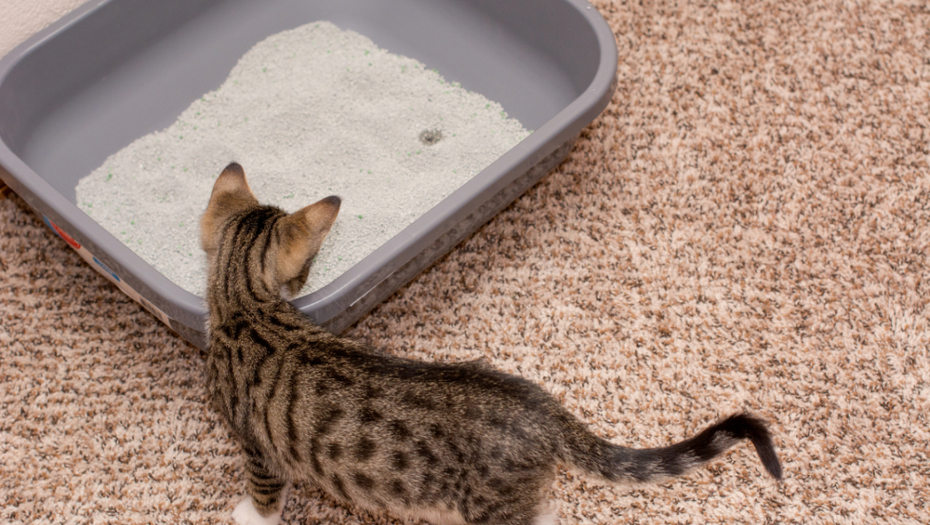 Postoji razlog za drugačije ponašanje: Zbog čega mačka odjednom vrši nuždu po kući?