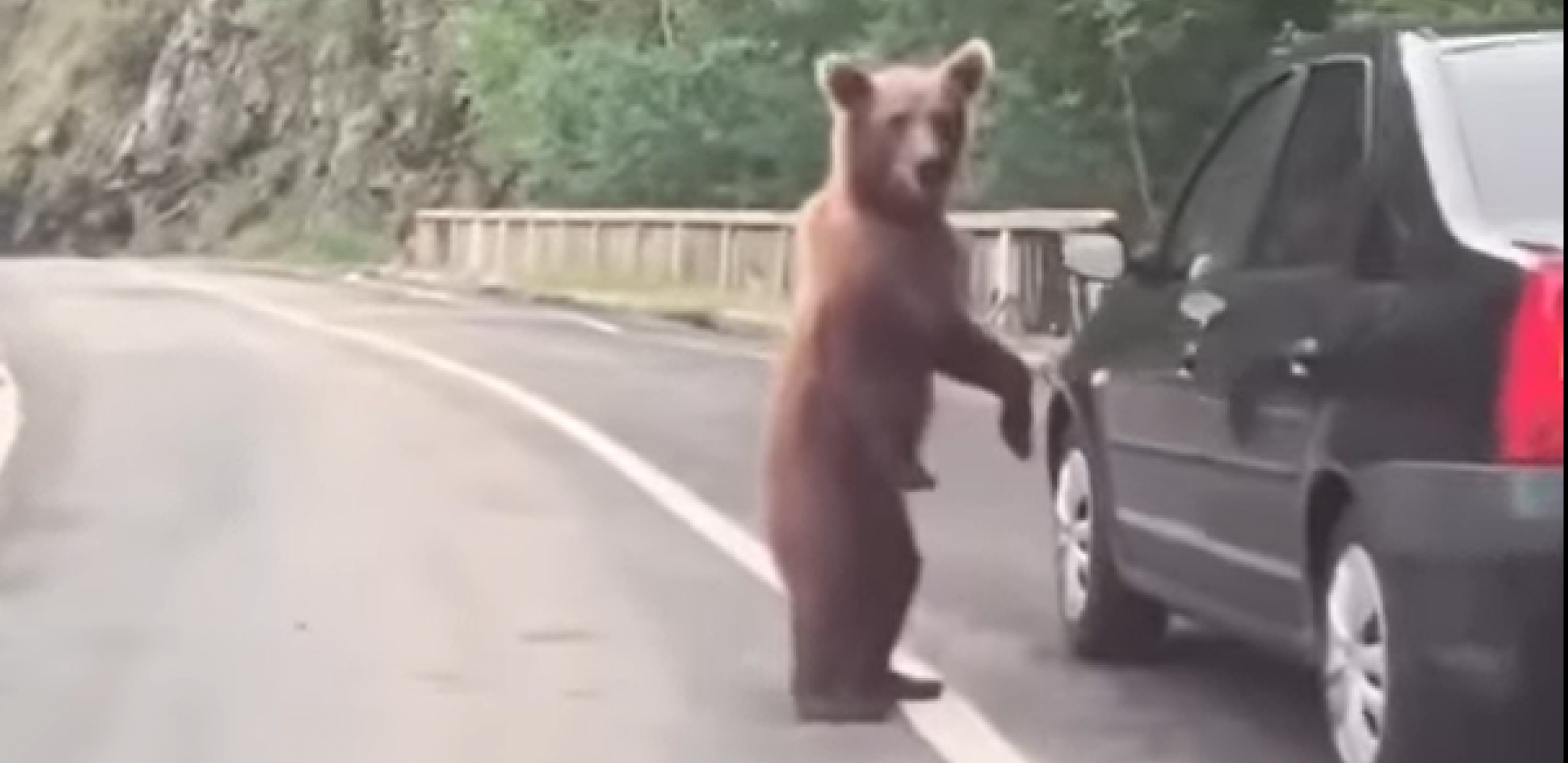 DRAMA U CRNOJ GORI! Medved izleteo na put i zaustavio saobraćaj! (VIDEO)