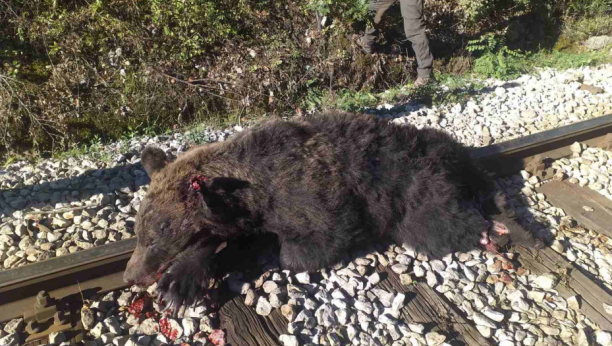 VOZ JE BIO BRŽI Nesvakidašnja nesreća, stradao medved na pruzi kod Prijepolja (FOTO)