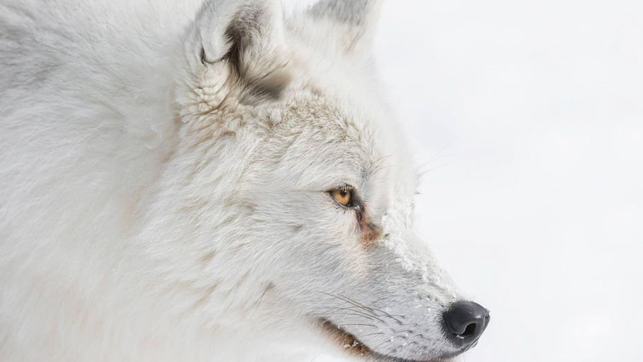 KINEZI KLONIRALI ARKTIČKOG VUKA Naučnici kažu da je "rođen" pre 100 dana