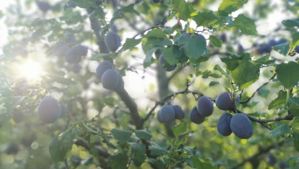 U Šapcu se uzgaja najsočnije voće i povrće
