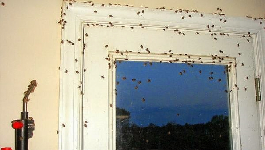 NAJEZDA SMRDIBUBA U SRBIJI Ljudi čak ne smeju da šire veš napolju, da otvaraju prozore, evo kako da ih se otarasite