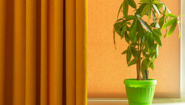 ŠTO PRE NABAVITE OVU KUĆNU BILJKU: Divno izgleda, ali i štiti od loše energije i zlih sila