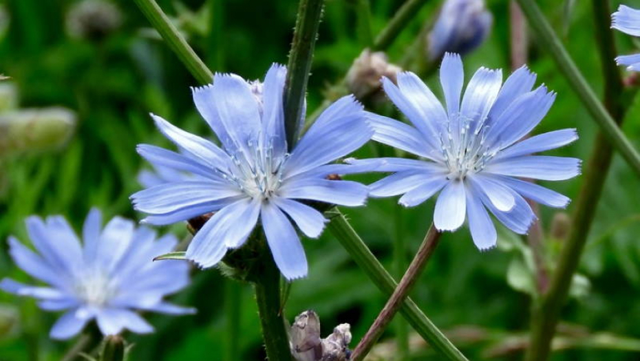 MOĆAN BORAC PROTIV OTROVA Čisti jetru, slezinu, bubrege, reguliše šećer i probavu