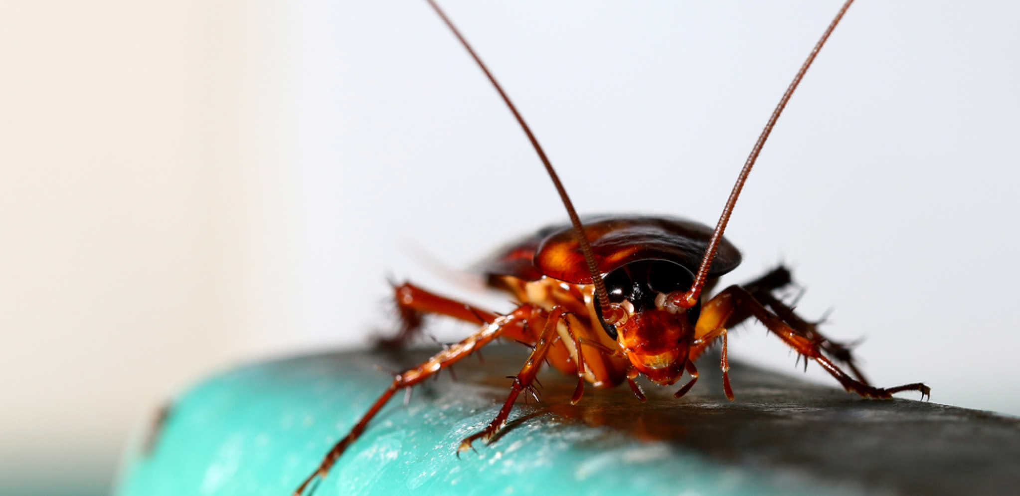 OSETIO JE SVRAB U UHU I ODMAH OTIŠAO KOD LEKARA Nekoliko minuta kasnije izvadili su mu odvratnu grdosiju (VIDEO)