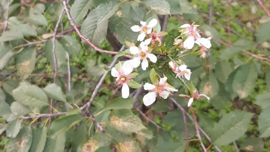 STIGLA JE JESEN, A SRPSKA TOSKANA PROCVETALA! Narodno verovanje kaže da to nije dobro (FOTO)