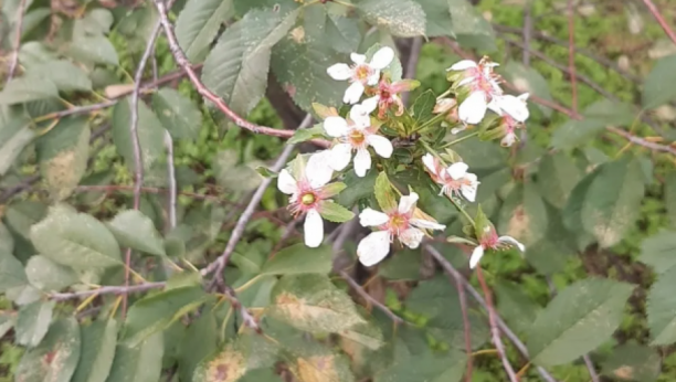 STIGLA JE JESEN, A SRPSKA TOSKANA PROCVETALA! Narodno verovanje kaže da to nije dobro (FOTO)