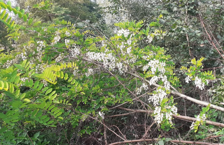 STIGLA JE JESEN, A SRPSKA TOSKANA PROCVETALA! Narodno verovanje kaže da to nije dobro (FOTO)