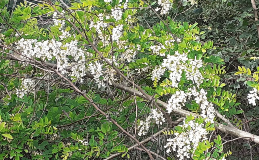STIGLA JE JESEN, A SRPSKA TOSKANA PROCVETALA! Narodno verovanje kaže da to nije dobro (FOTO)