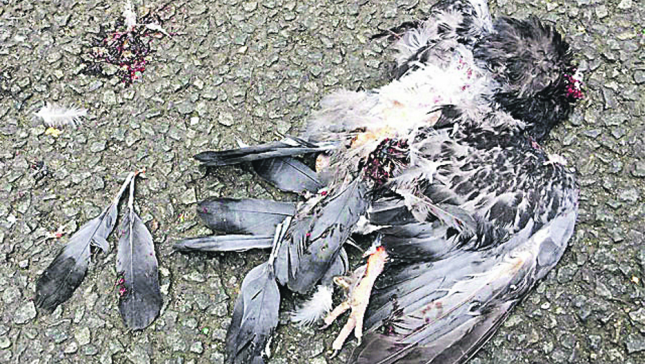 UHAPŠEN TAKSITA ZBOG UBISTVA GOLUBA Tražena obdukcija ptice