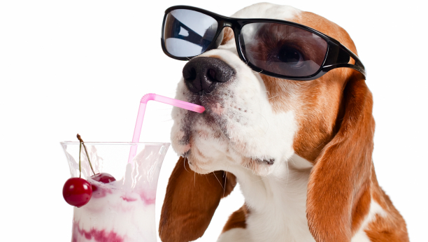 DA LI STE ZNALI Da li je mleko neophodno u ishrani psa?