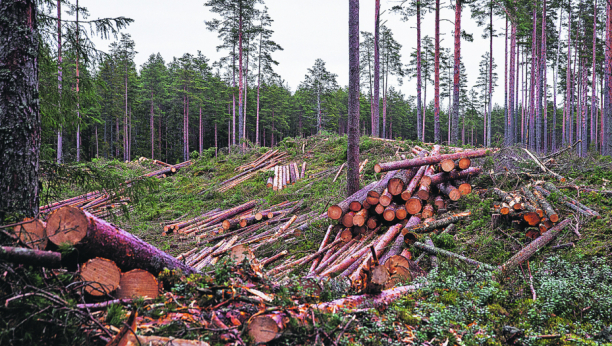 NOVA MAFIJA Organizovane kriminalne grupe razvile sistem za nelegalnu seču drva: Za jedan dan pokradu pola šume