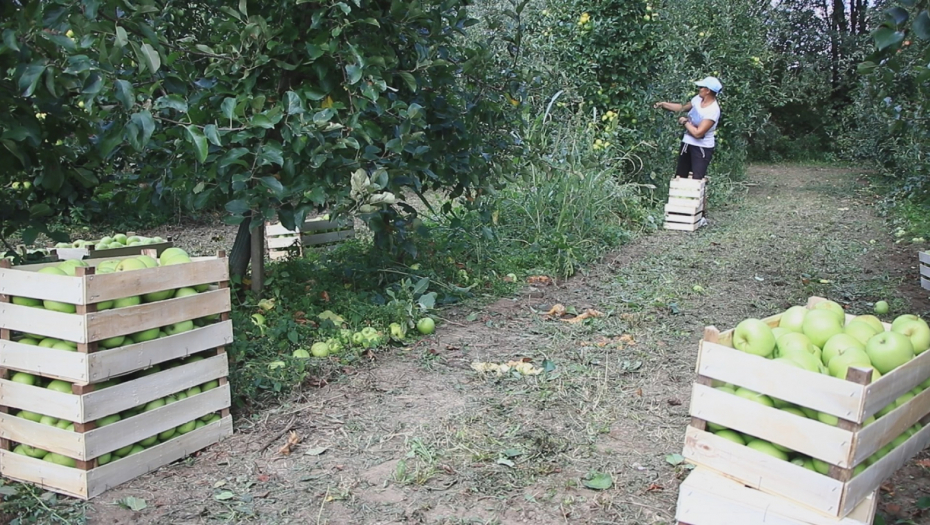 SUŠA I MRAZ PREPOLOVILI OVOGODIŠNJI ROD JABUKA Darko iz sela pored Čačka očajan zbog prinosa (FOTO)