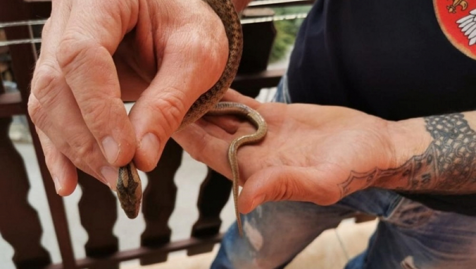 MOŽDA IH SRETNETE BAŠ DANAS NA IZLETU Najviše zmija ima u ovim delovima Beograda
