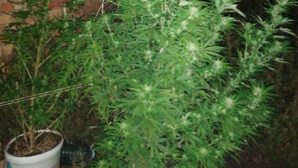 UHAPŠEN DILER Novosađanin u stanu uzgajao marihuanu
