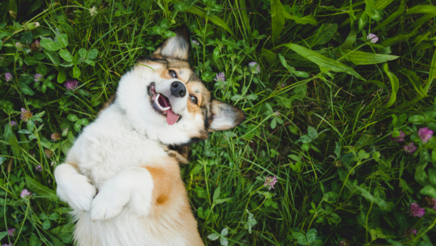 Postoji razlog: Zbog čega se psi valjaju po travi?