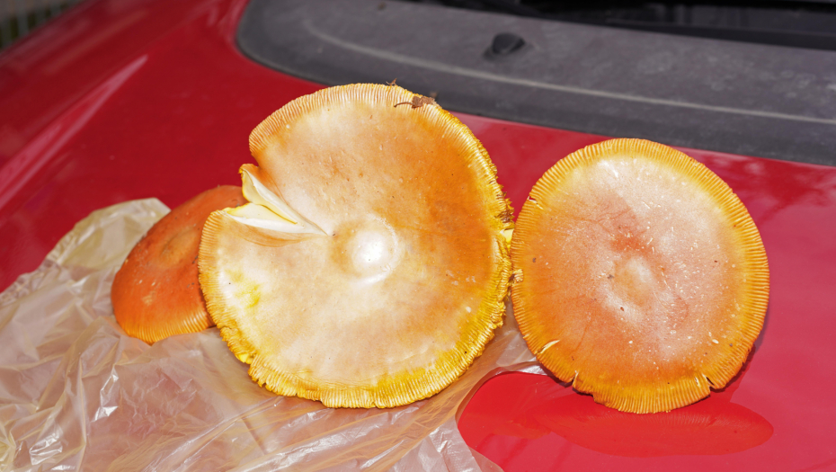 ALO! U AKCIJI Iskusna gljivarka našla neobičan primerak pečurke, zajedno smo proverili da li je jestiv!