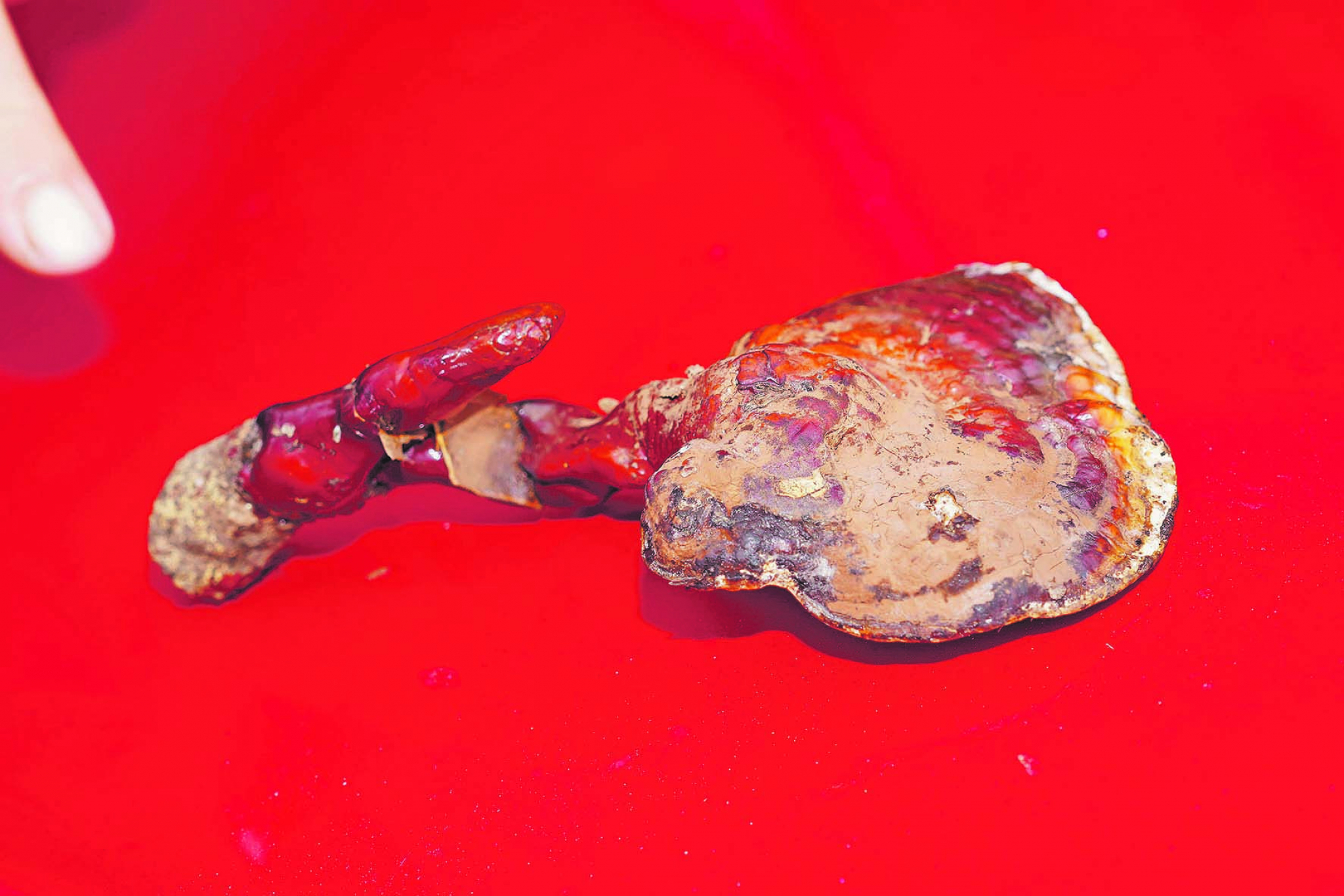 ALO! U AKCIJI Iskusna gljivarka našla neobičan primerak pečurke, zajedno smo proverili da li je jestiv!