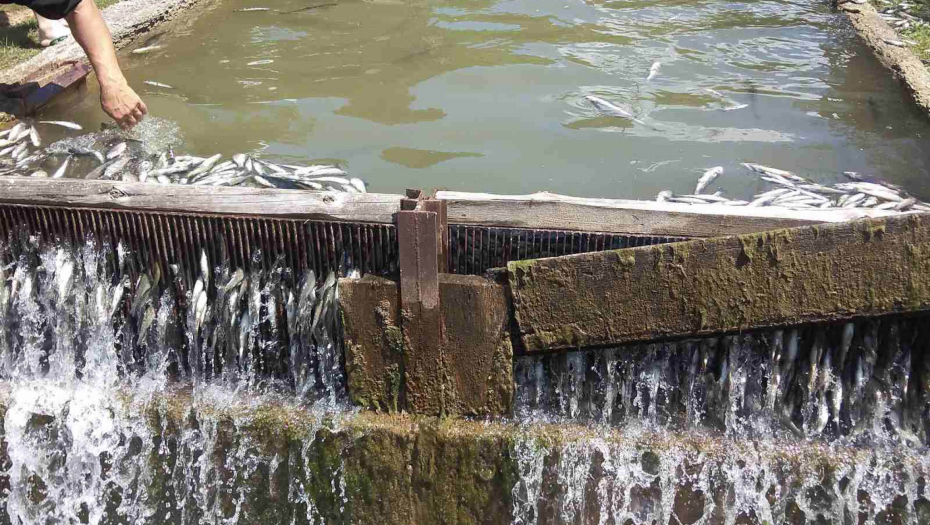 UGINULO 13.000 PASTRMKI! Podignuta krivina prijava u Vranju, zagadio reku!