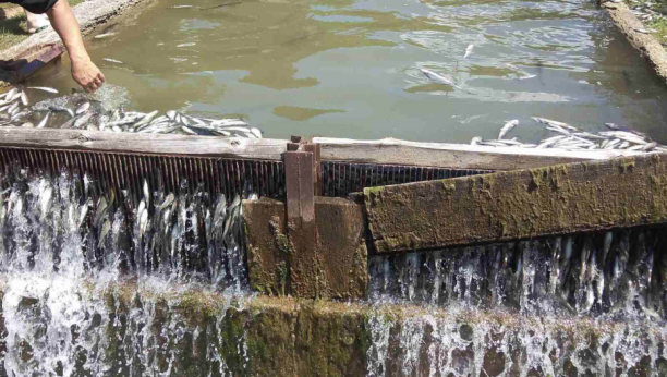 UGINULO 13.000 PASTRMKI! Podignuta krivina prijava u Vranju, zagadio reku!