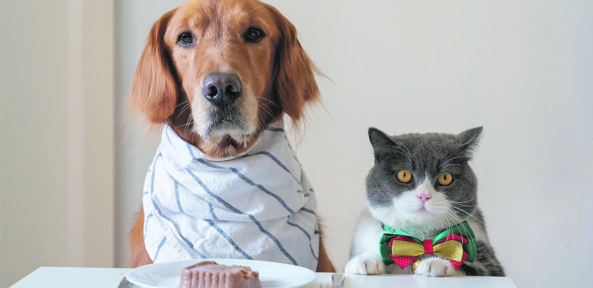 Slažu se: Ove rase pasa mogu da žive u istom prostoru sa mačkama