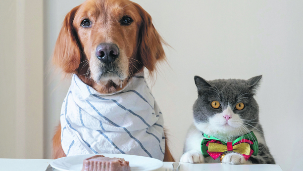 Slažu se: Ove rase pasa mogu da žive u istom prostoru sa mačkama