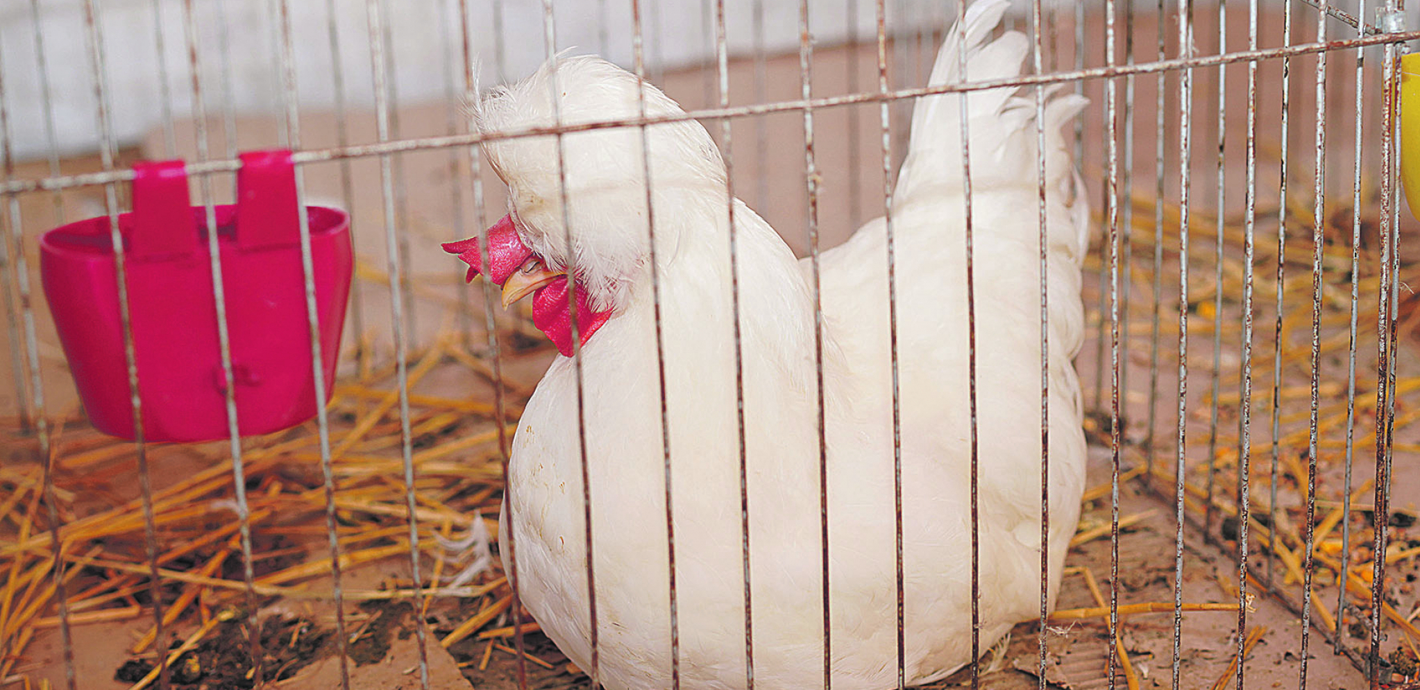 ĆUBASTA ŽIVINA Povratak male somborske kaporke