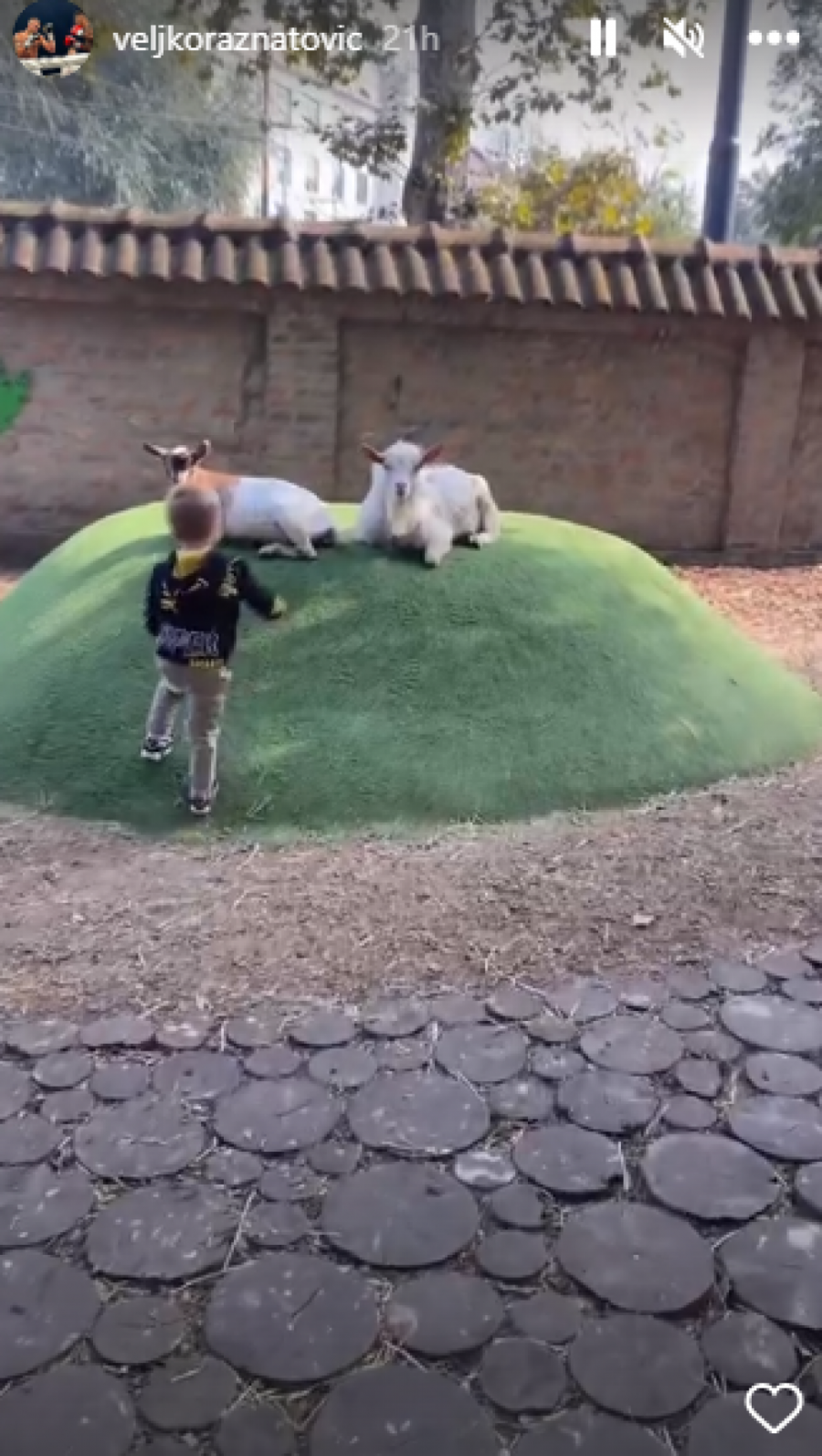 ZALETEO SE NA KOZE Hit snimak malog Željka, ludo se provodio u Zoološkom vrtu (FOTO/VIDEO)