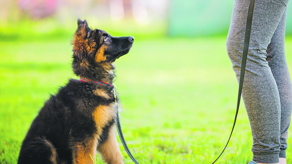 OTPORNIJE SU OD OSTALIH: Najzdravije rase pasa