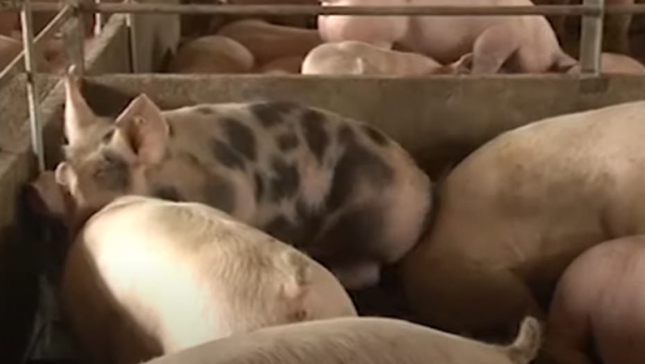 SKANDAL Svinjar prevario pola Srbije!