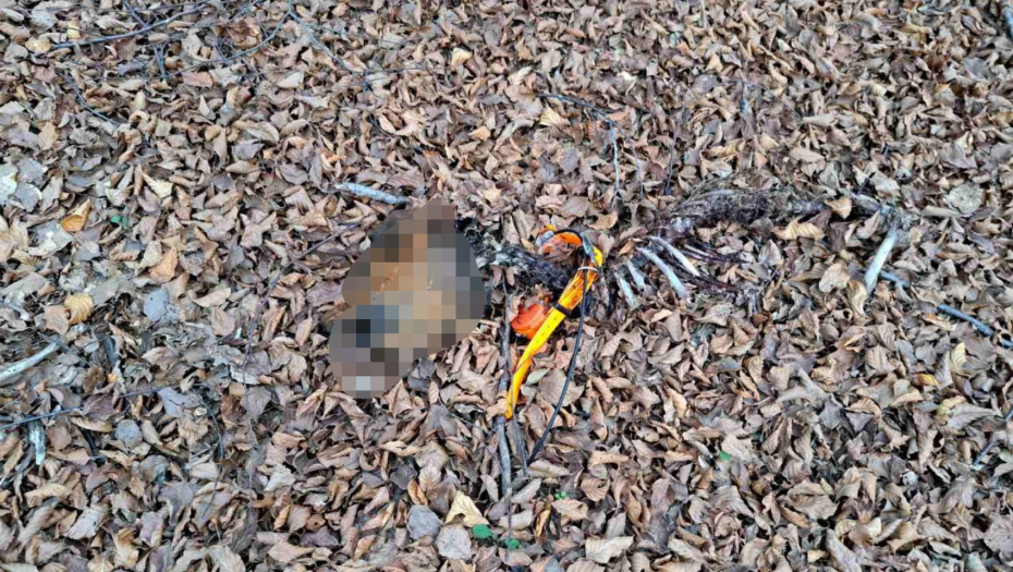 JEZIV PRIZOR KOD IVANJICE! Čopor vukova napao lovačke pse, usmrtili ih i pojeli do poslednjeg grama mesa (FOTO)