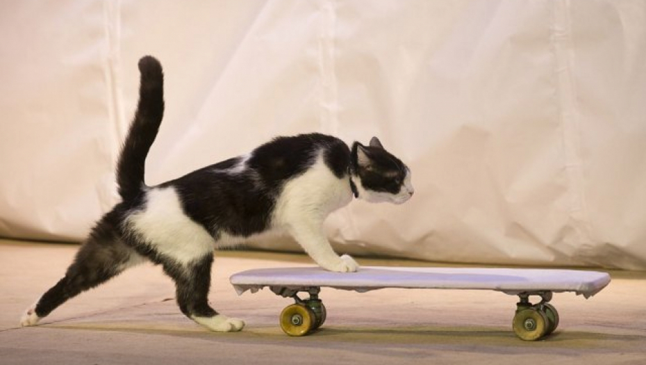 ZAŠTO MAČKE MAŠU REPOM KAD VAS VIDE Evo šta žele da vam saopšte