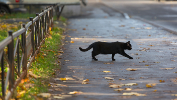 VIC DANA Kada crna mačka donosi nesreću?