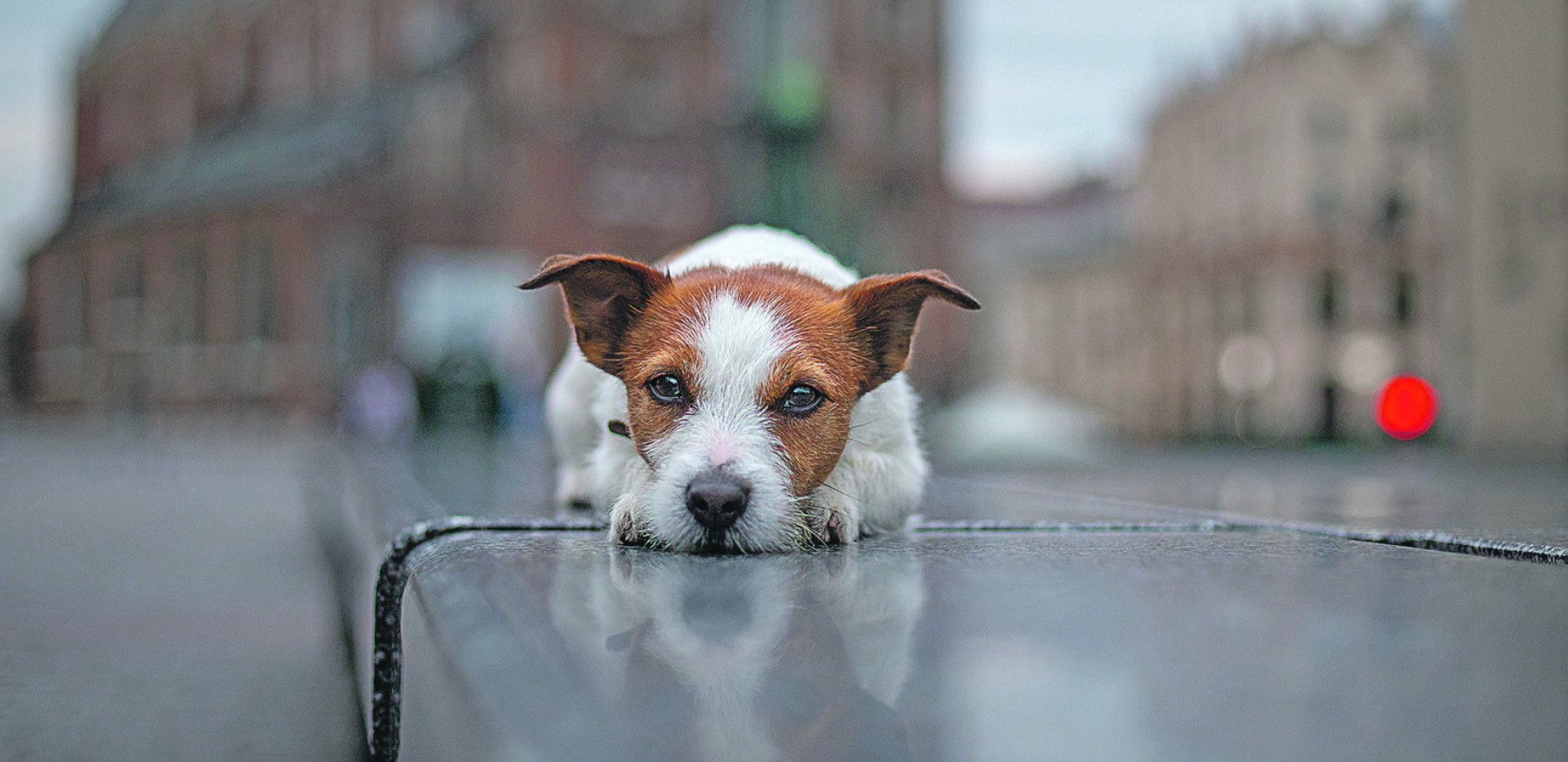 I ONI MOGU DA BUDU U DEPRESIJI: Kako da prepoznate da je pas tužan?