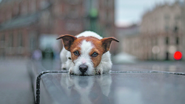 I ONI MOGU DA BUDU U DEPRESIJI: Kako da prepoznate da je pas tužan?