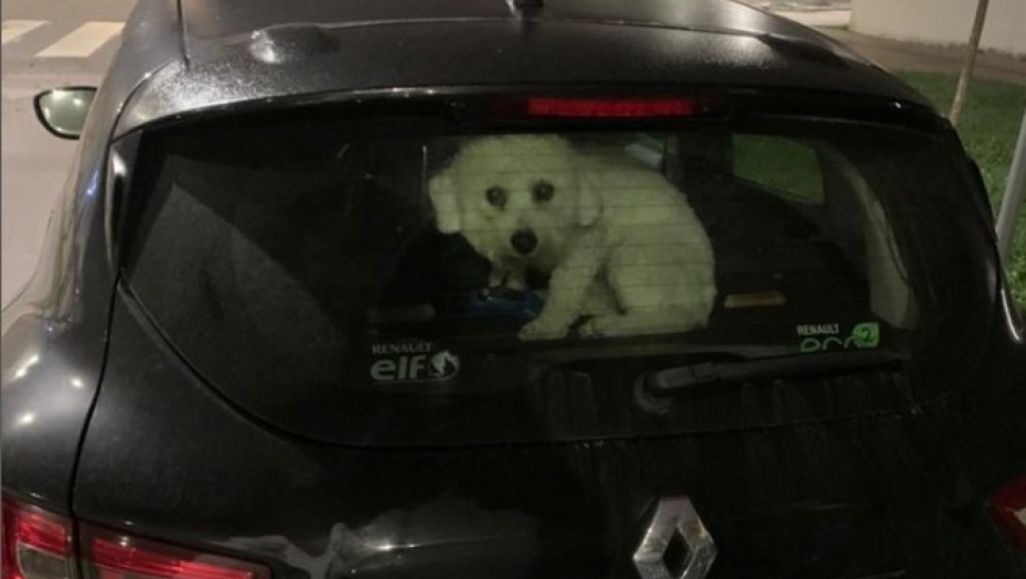 PAS ZAKLJUČAN U KOLIMA PODELIO SRBIJU Pljušte psovke i svađe u komentarima, usijale se mreže! (ANKETA)