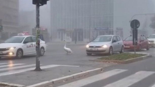 MOJ BELI LABUDE... Ptica sletela na ulicu u Novom Sadu i blokirala saobraćaj (VIDEO)