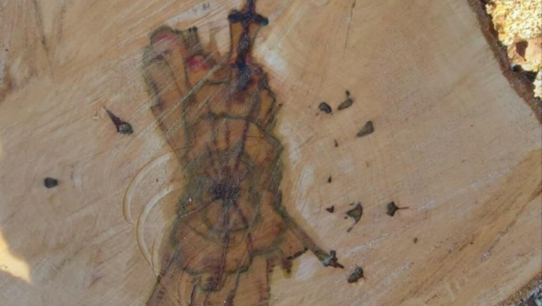 PREREZAO DRVO, PA SE ZAPANJIO Meštani ne pamte da se ikada desilo nešto slično