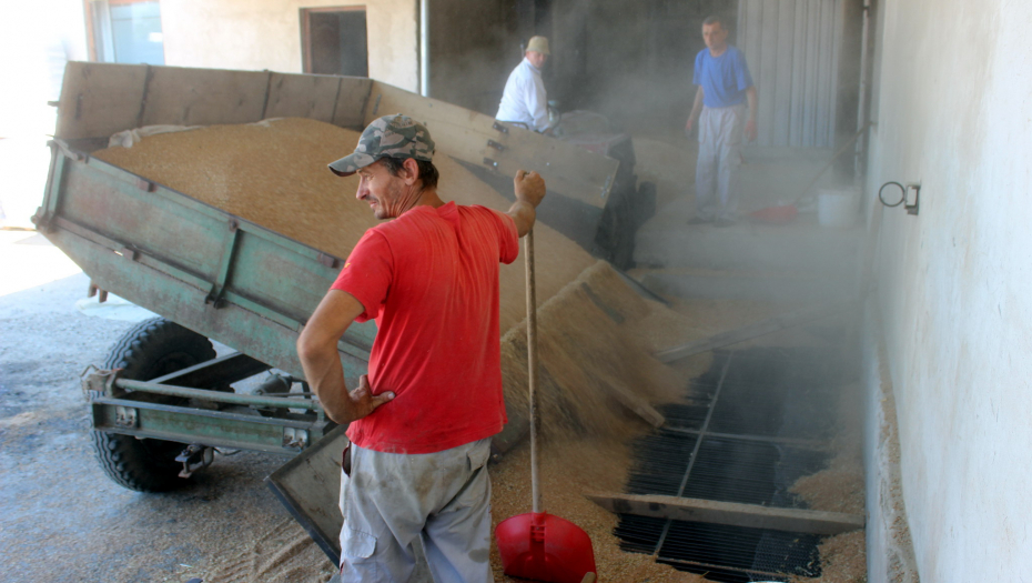 SVET NEK BRINE, SRBIJA IMA ŽITA! Rusi suspendovali Sporazum o izvozu žitarica iz Ukrajine, mnoge države najavile novo poskupljenje hrane