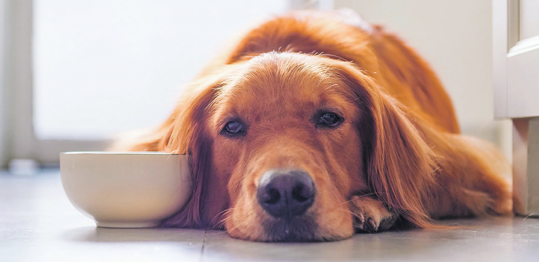 Sve razumeju: Psi uvek znaju kako se osećamo