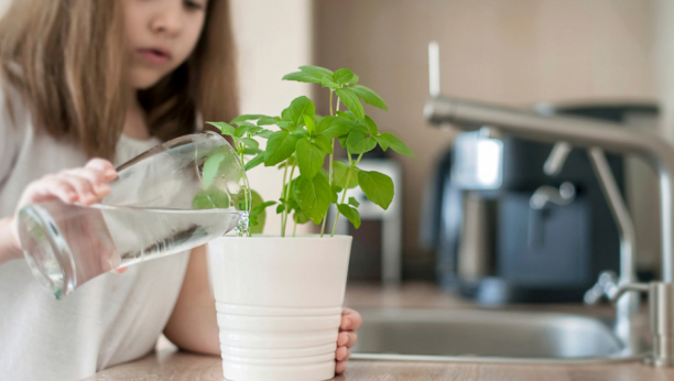 "SVETA" BILJKA U KOJU SE SRBI KUNU Koristi se kao začin, a mnogi ne znaju da snižava pritisak i da je sjajna  protiv stresa