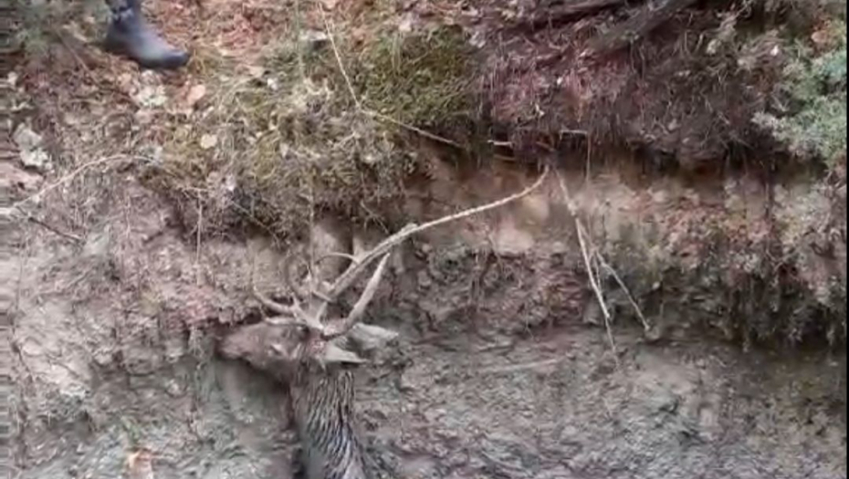 DRAMA U ŠUMI KOD PRIJEPOLJA Jelen upao u živo blato, lovci pokušavali da ga spasu sat vremena (FOTO)